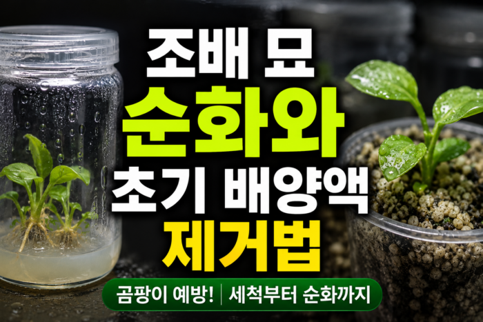 조배묘